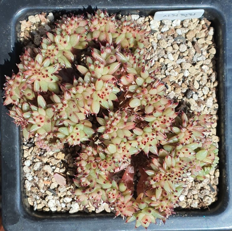 동운철화, 샤치, Echeveria agavoides 'Corderoyi' f. cristata 