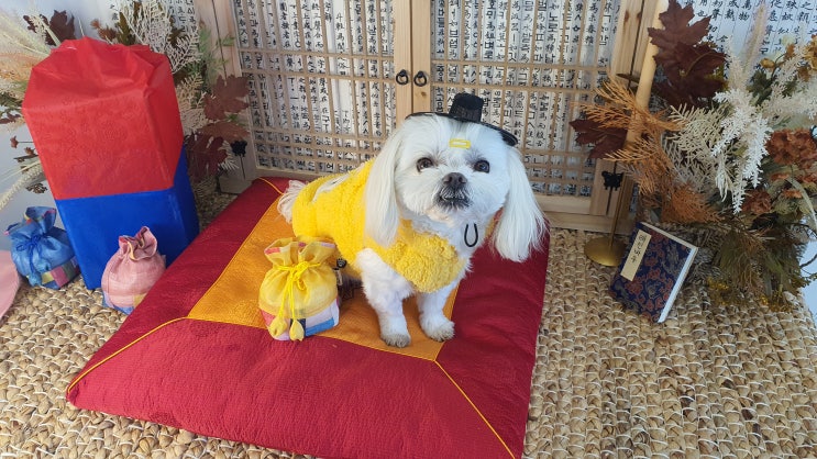  새해 복 많이 받으세요