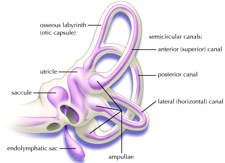  안양 어지러움, 현기증, 양성 발작성 체위 현기증(BPPV), 이석증, 이석치환술