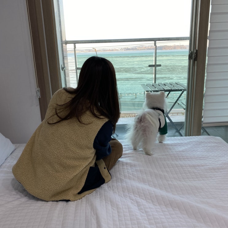  제부도 애견 동반 펜션 더멍102 깔끔해요 (+물때 시간표)