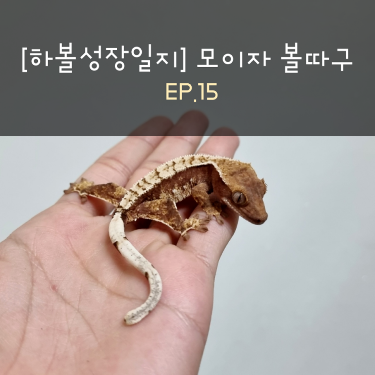  [하볼성장일지] 모이자 볼따구 EP.15