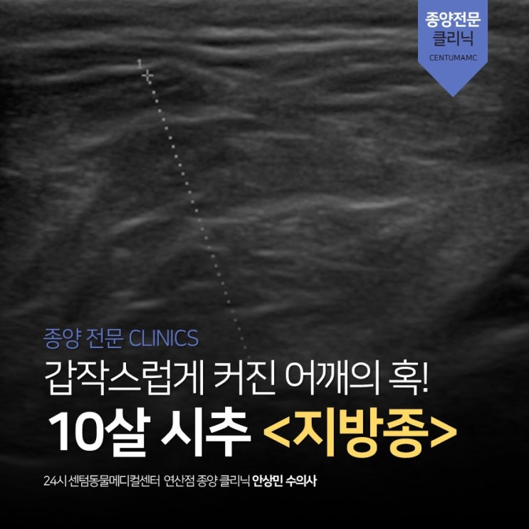  10살 시추 <지방종> (부산 종양 전문 동물병원, 24시 센텀동물메디컬센터 연산점)