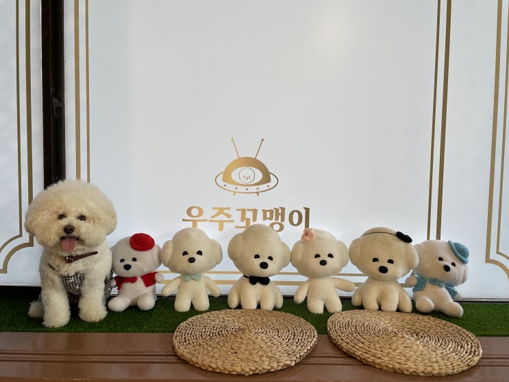  고양 애견카페_우주꼬맹이