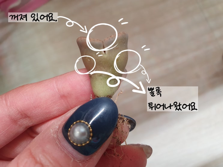  예쁜 리톱스 탈피를 도와줘요.