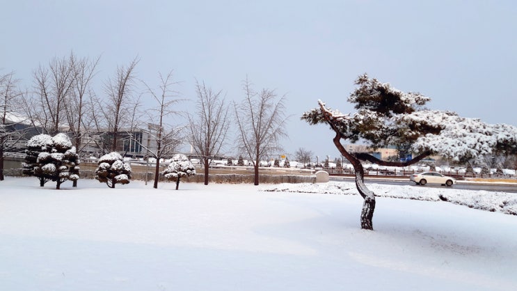 까치까치 설 연휴 잘 보내셨나요? 까치까치 설 연휴 잘 보내셨나요?