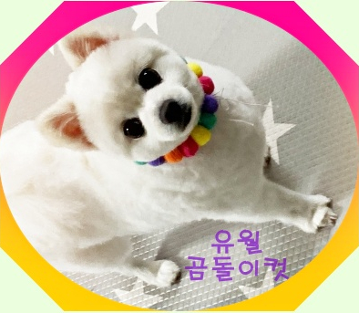  2편- 포메라니안 어또케가 소개해주는 친구들의 미용이야기 (1) 전체가위컷 (feat.도그케어)