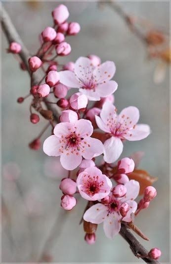 입춘(立春) : 네이버 블로그