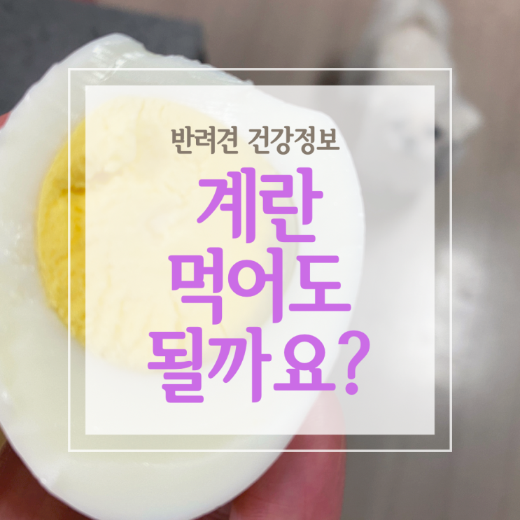  강아지 날계란 노른자와 흰자 먹여도 되는 걸까?