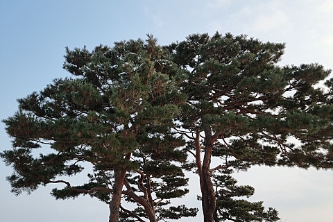 동안양세무서 이미지