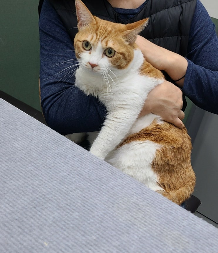  고양이 건강검진 | 돼지고양이 건강검진하다