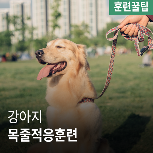  [훈련꿀팁] 강아지 목줄훈련(목줄적응훈련)