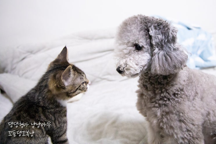 강아지와 고양이의 서로 다른 행동 언어, 7번째 만남