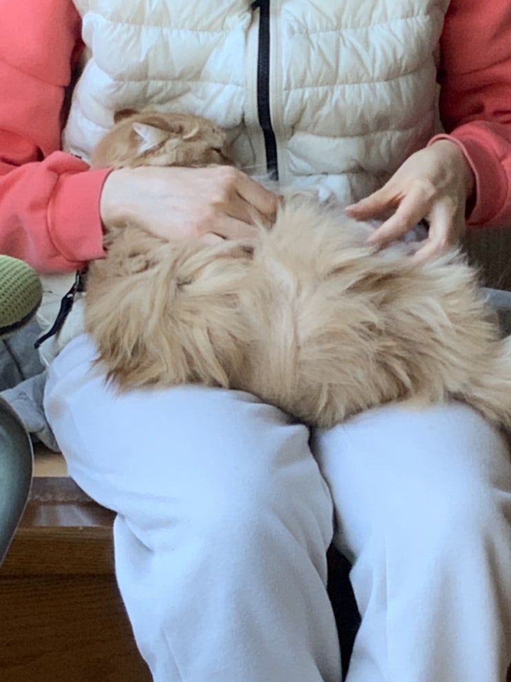  고양이를 키운다는 것은