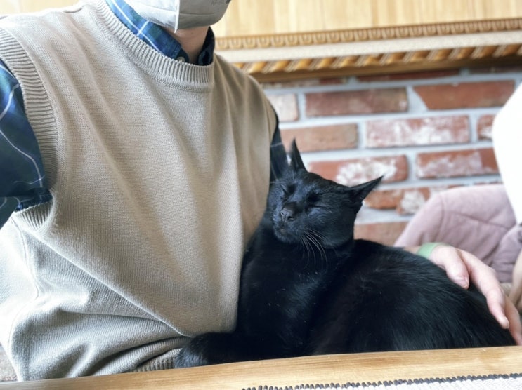  [대구/운남차정] 앞산 고양이 카페 운남차정 雲南茶庭, 대구 보이차 박물관 카페, 대구카페추천
