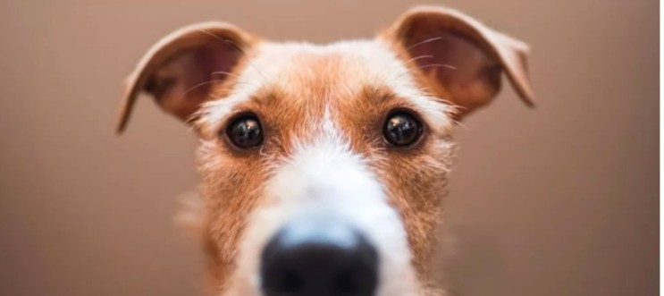 강아지의 시야 : 강아지의 눈을 통해 보는 세상