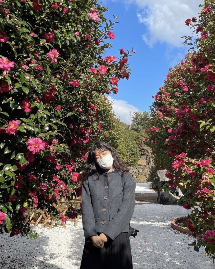  2번 갈만한 제주 동백포레스트 제주겨울여행 서귀포 동백꽃명소