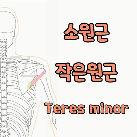  [기능해부학] 소원근, 작은원근, Teres minor 스트레칭, 푸는 법
