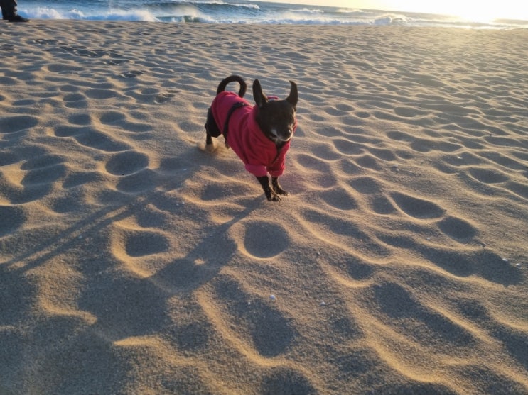 강아지여행 강원도 동호해변 (양양 솔비치 일출명소) 신나게 뛰뛰하는 사월양