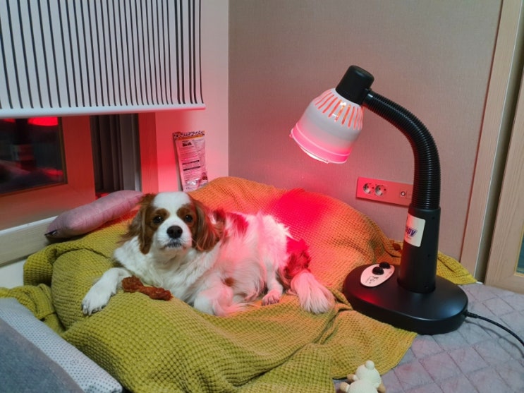 가정용 적외선 조사기 강아지랑 함께 쓸 수 있어요.