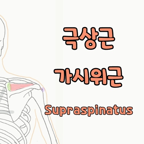  [기능해부학] 극상근, 가시위근, Supraspinatus 스트레칭, 푸는 법