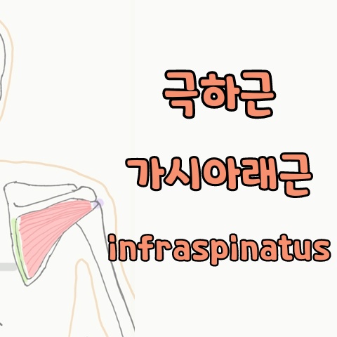  [기능해부학] 극하근, 가시아래근, Infraspinatus 스트레칭, 푸는 법