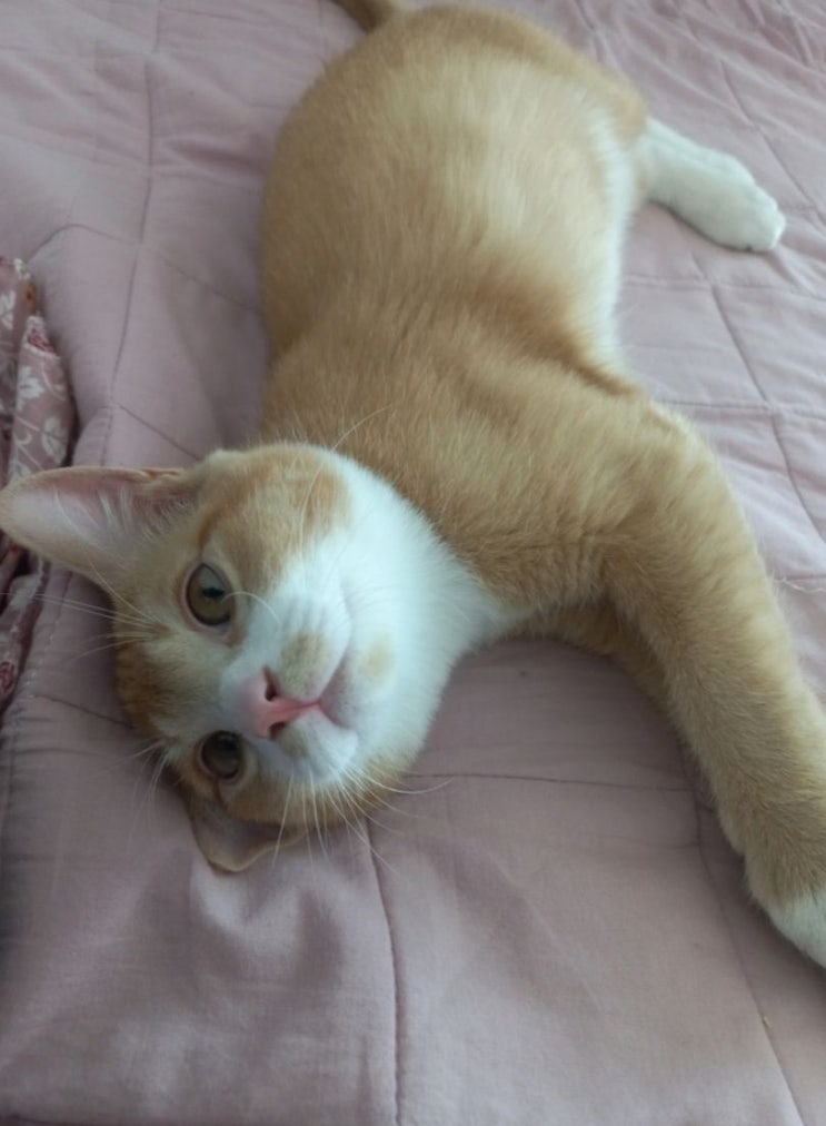  냥이 입양 랜선집사 청산 했어요 이름은 심바덕배 입니다