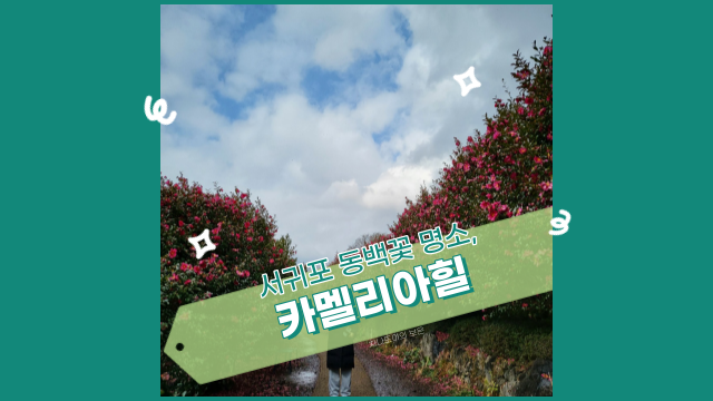  제주도 동백꽃 명소 카멜리아힐. 산책하며 힐링할 수 있는 곳.