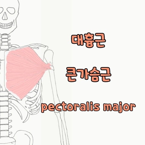 [기능해부학] 대흉근, 큰가슴근, Pectoralis major 푸는법 운동