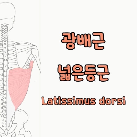  [기능해부학] 광배근, 넓은등근, Latissimus dorsi 스트레칭, 푸는 법