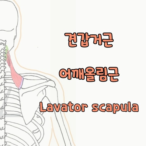 [기능해부학] 견갑거근, 어깨올림근, Levator scapula