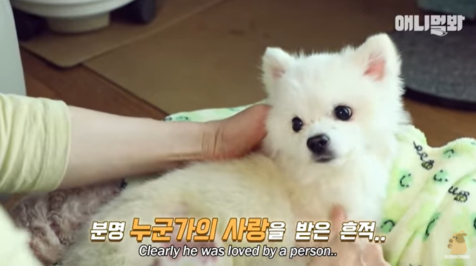 버린 <b>견주</b> 누구 <b>인식칩</b> 산책로 옆 인적 드문 수로 방치 아파트... 