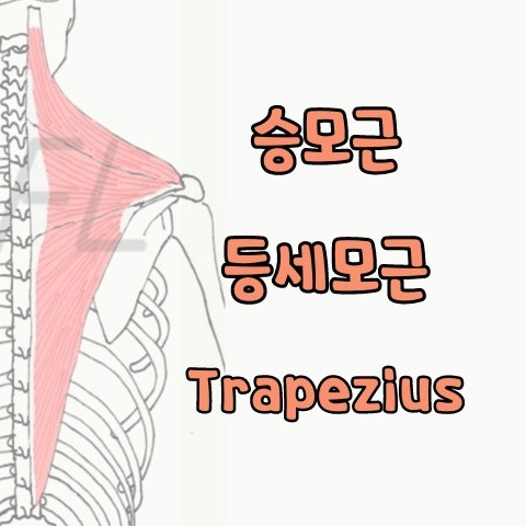  [기능해부학] 승모근, 등세모근, Trapezius 스트레칭, 푸는 법