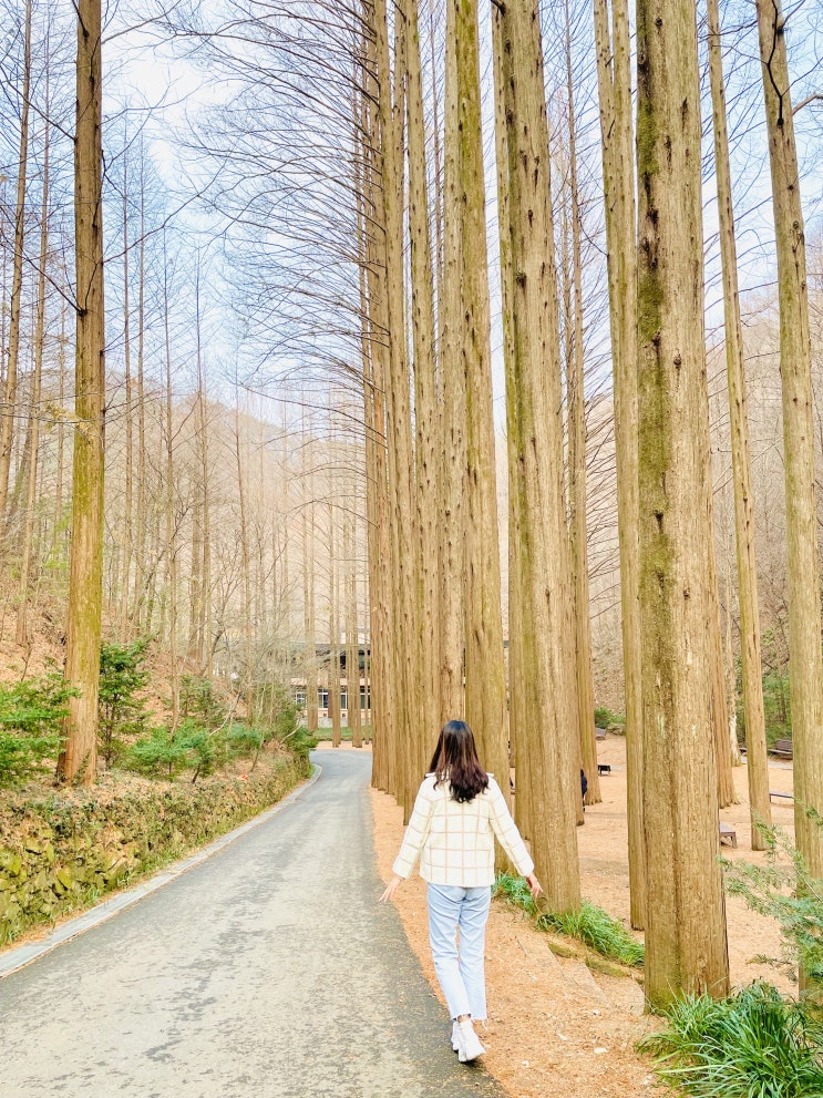  장태산 자연휴양림 후기-메타세콰이어 산책데이트, 대전 드라이브코스