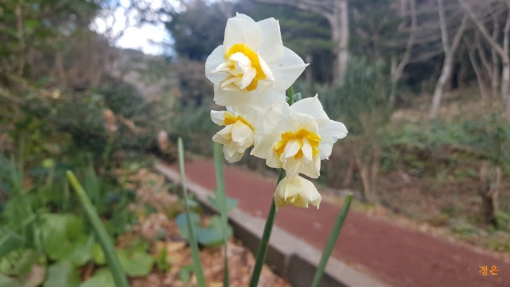  아이와  나들이하기 좋았던  제주 겨울 가볼만한곳. 제주 한라수목원