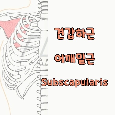 [기능해부학] 견갑하근, 어깨밑근, Subscapularis 스트레칭, 푸는 법