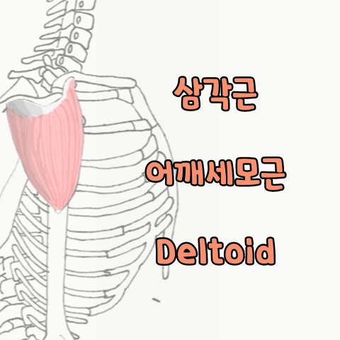 [기능해부학] 삼각근, 어깨세모근, Deltoid 운동