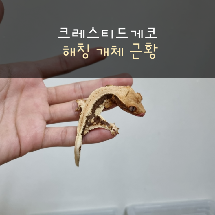  크레스티드게코 해칭 개체 근황(기적의 아이)
