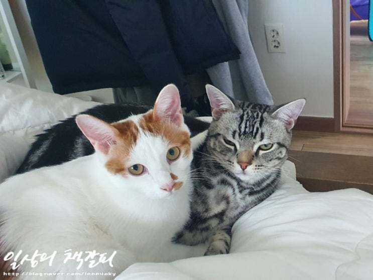  <2인2묘 라이프> 2022. 1. 31.~2. 3. 보고싶은 고양이들