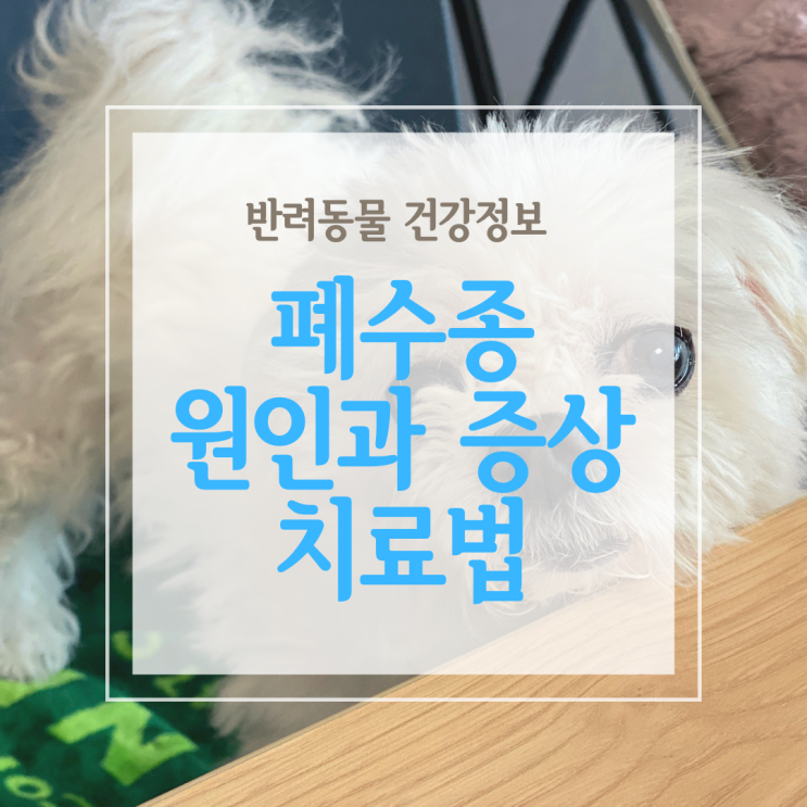  강아지 폐수종의 원인과 숨가쁨 증상 그리고 치료법