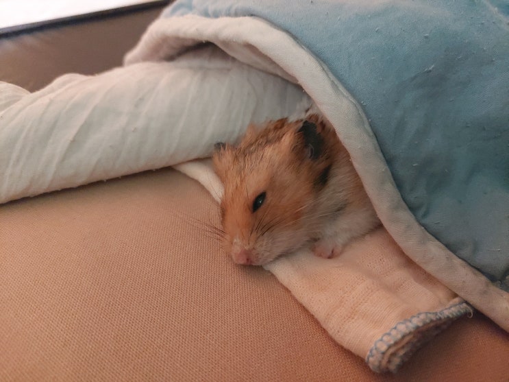  익숙함이 주는 허전함... 토복아 안녕...