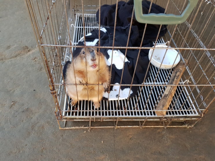  (코로나에 5세 1세 같이 아이들 갈만 곳) 한국에서 마지막 추억 :도촌동 생태체험관 농장 <곤충도시>