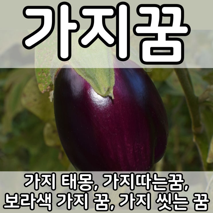  [쉬운 꿈해몽] 가지꿈 :: 가지 태몽, 가지따는꿈, 보라색 가지 꿈, 가지 씻는 꿈