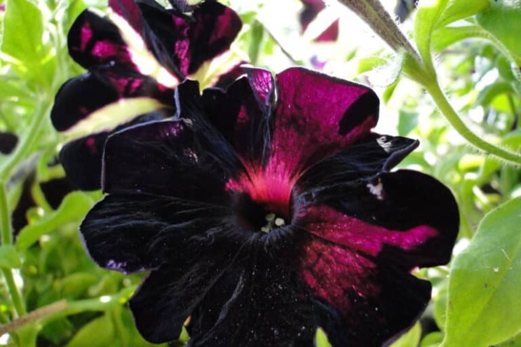 마법의 색, 검은색 꽃 우아한 블랙 플라워 종류