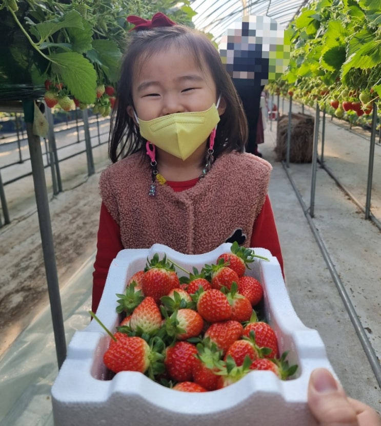 인천 계양 고씨 딸기체험농원_아이가 너무 좋아해