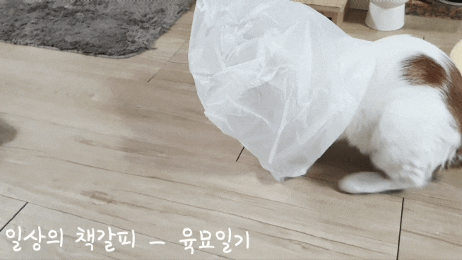  <2인2묘 라이프> 2022. 1. 29.~30. 고양이들과의 여유로운 주말
