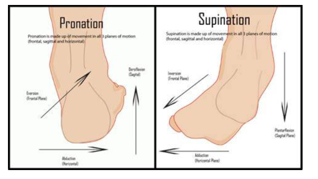 발의 회외 회내? 내번 외번? (Supination, Pronation vs Inversion, Eversion) 같은 의미 일 ...