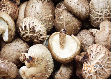 자연항암제, 표고버섯의 효능