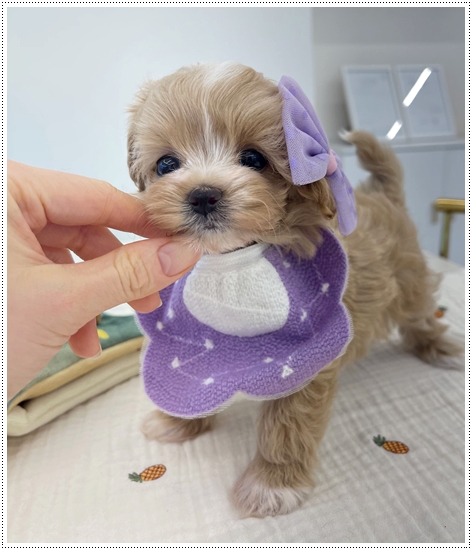  세종애견샵 3대질병 보장 가능한 곳에서