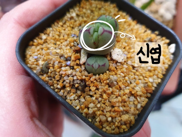  메셈의 종류 중 코노피늄인 빌로붐 키워요.