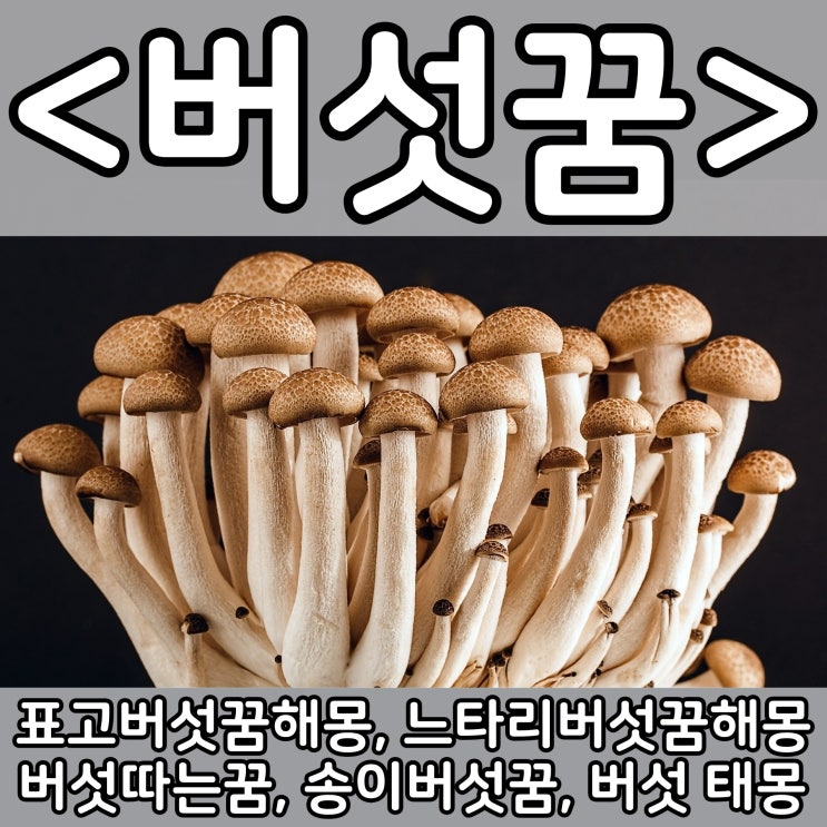  [쉬운 꿈해몽] 버섯꿈 :: 표고버섯꿈해몽, 느타리버섯꿈해몽, 버섯따는꿈, 송이버섯꿈, 버섯 태몽